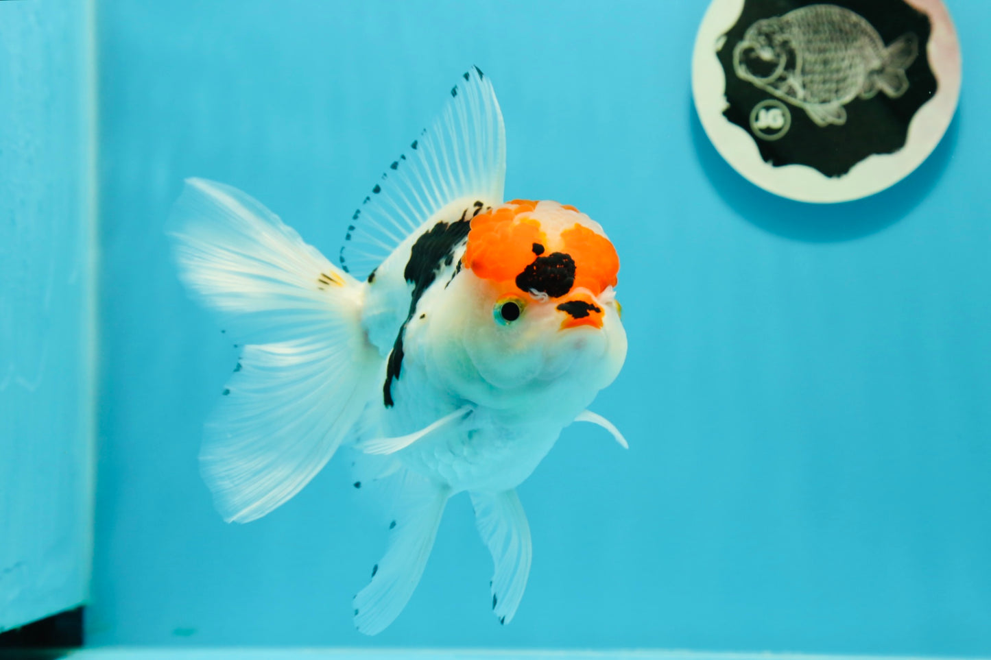 A Grade Tricolor Red Head Snow White Oranda Female 5.5 inches #0531OR_17