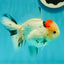 AAA Grade Pom-Poms Tricolor Oranda Male 5 inches #102524OR_08