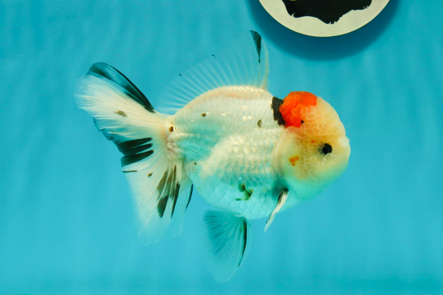 AAA Grade Pom-Poms Tricolor Oranda Male 5 inches #102524OR_08