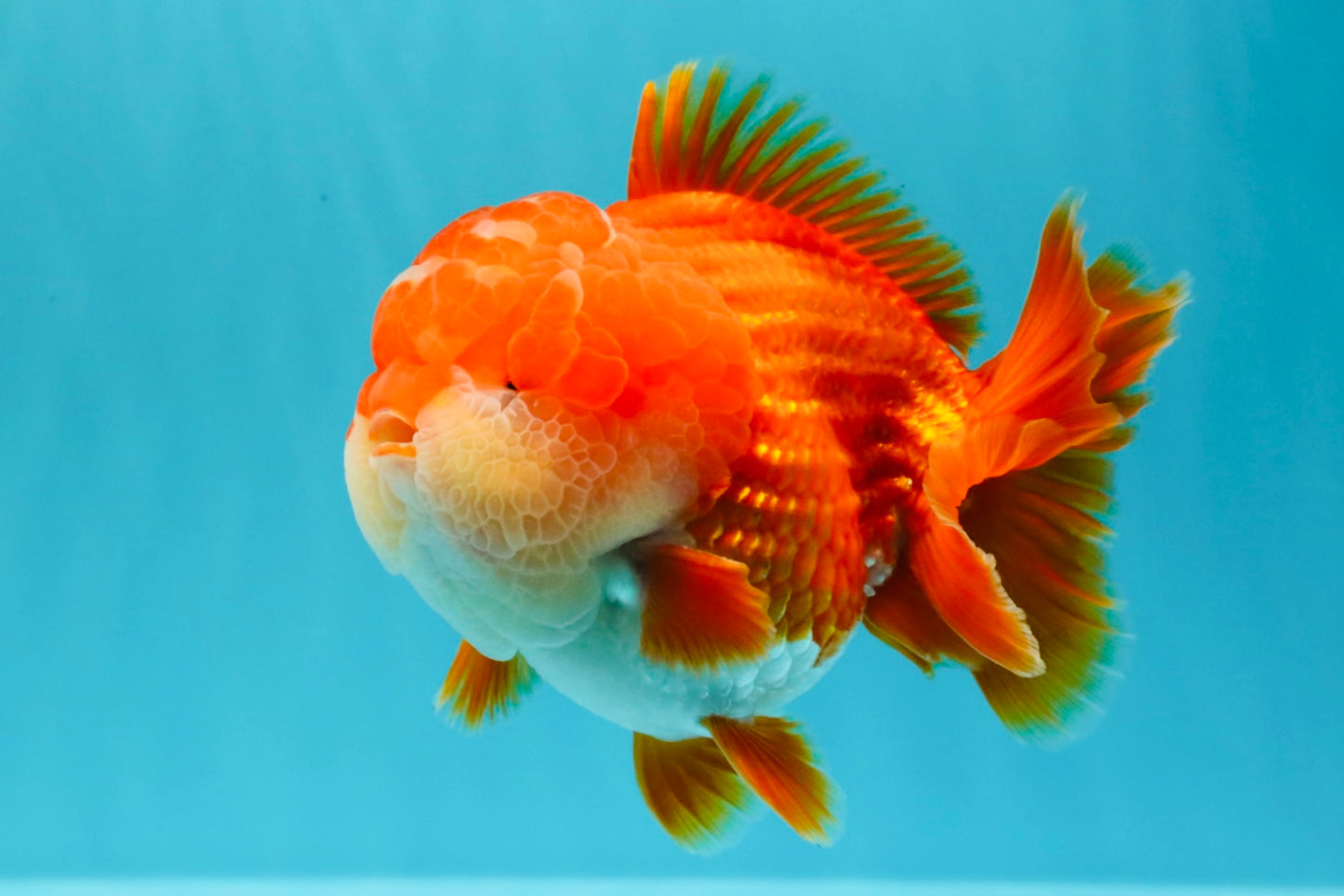 SUPER CUTE AAA Grade Godzilla Red White Yuanbao Male 5.5 inches #030626YB_09