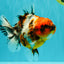 A Grade Tiger Oranda Female 5.5 inches #061926OR_28