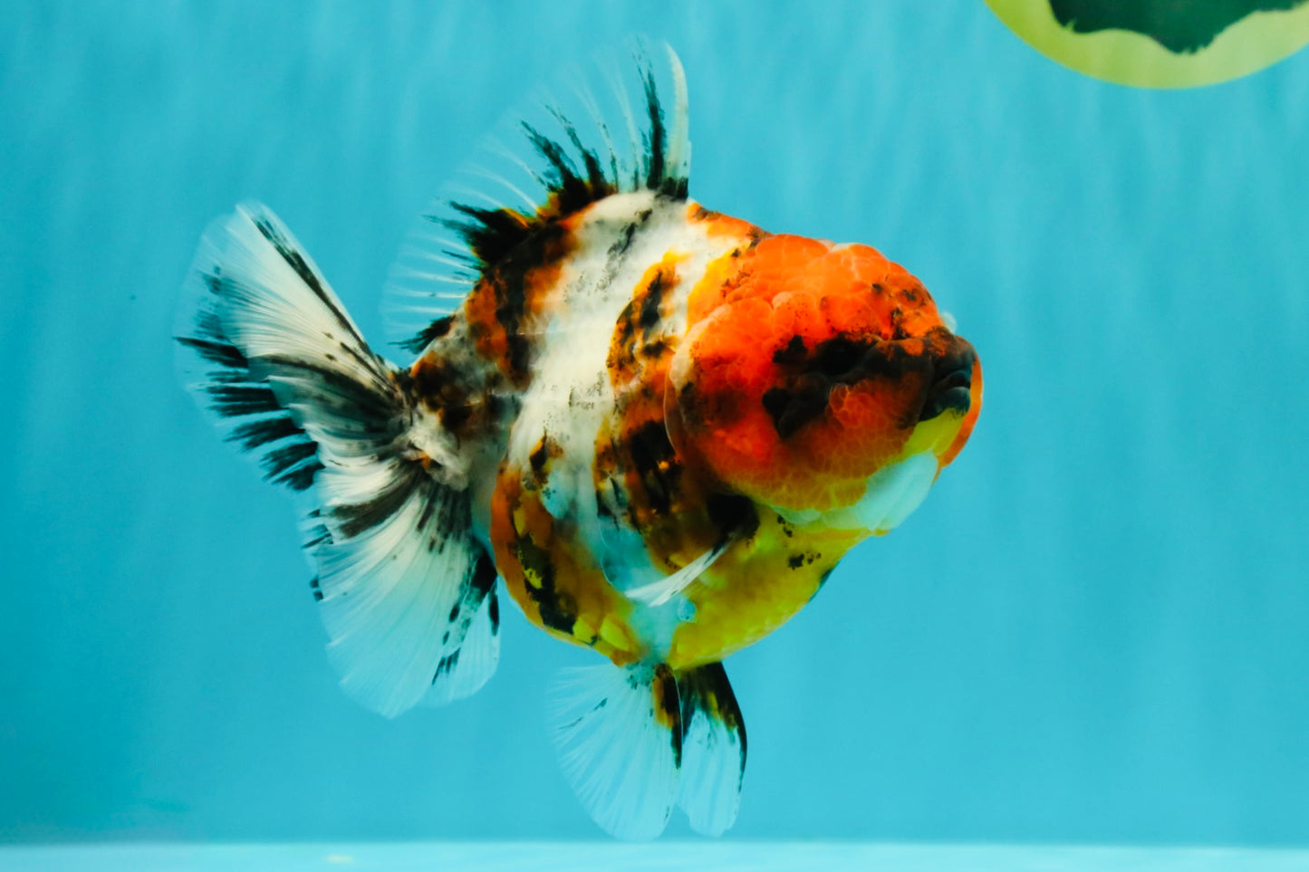 A Grade Tiger Oranda Female 5.5 inches #061926OR_28
