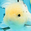 AAA Grade Panda Button Eyes Oranda Female 6 inches #120624OR_09