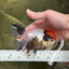 A Grade Tricolor Oranda Female 4.5 inches #010325OR_05