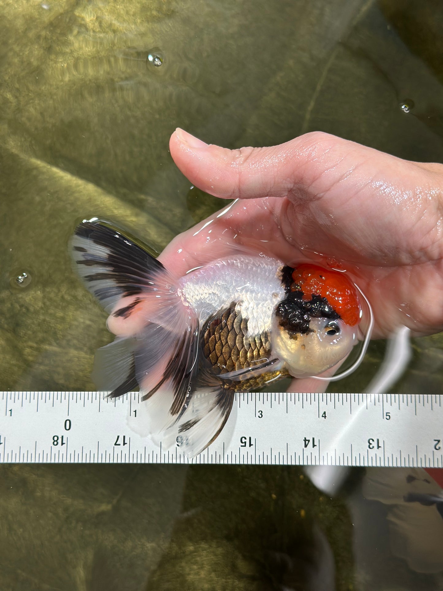 A Grade Tricolor Oranda Female 4.5 inches #010325OR_05