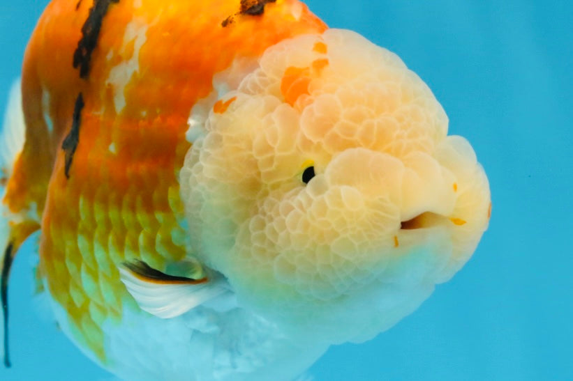 AAA Grade Sakura LionKing 5 inches #062025LC_08