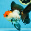 Tricolor Oranda Female 5.5 inches #100325OR_14