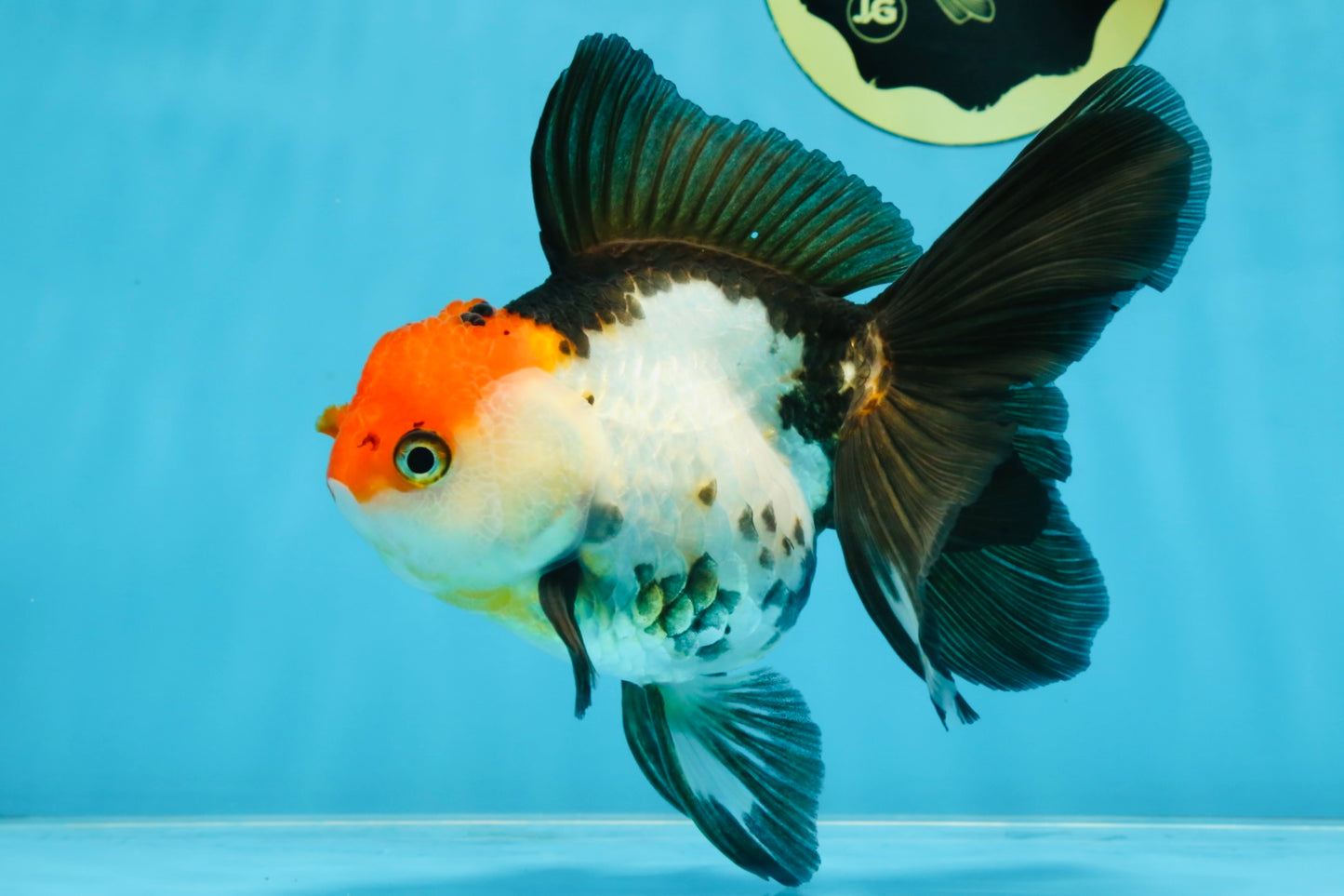 Tricolor Oranda Female 5.5 inches #100325OR_14