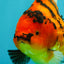 AAA Grade Tiger Yuanbao Female 5.5  inches #072426YB_29