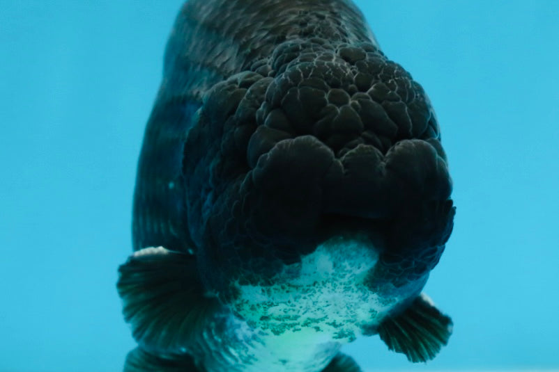 A Grade Black LionKing 5-5.5 inches #070425LC_07