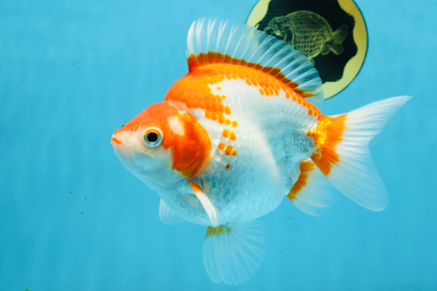 A Grade Red White Ryukin Female 5.5-6 inches #111425RK_06