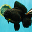 KING KONG AAA Grade Black Oranda Female 8 inches #100926OR_11