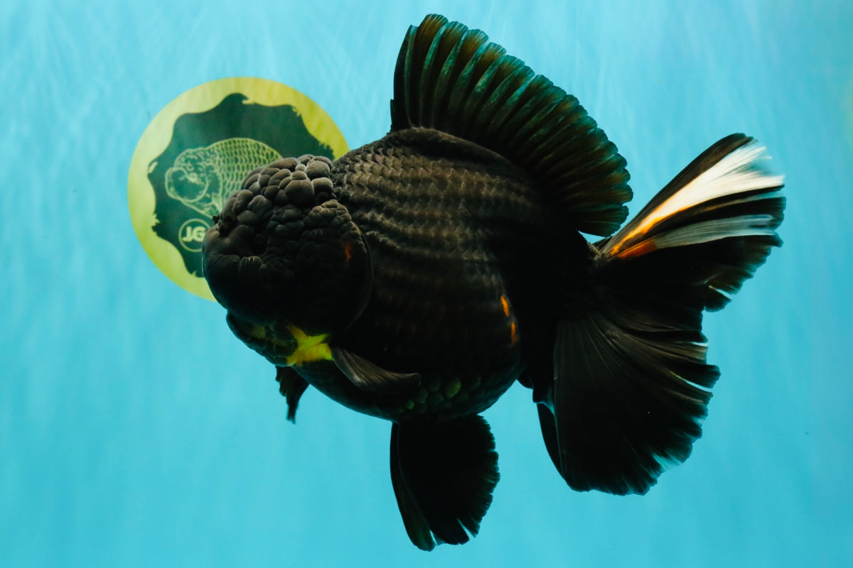 KING KONG AAA Grade Black Oranda Female 8 inches #100926OR_11
