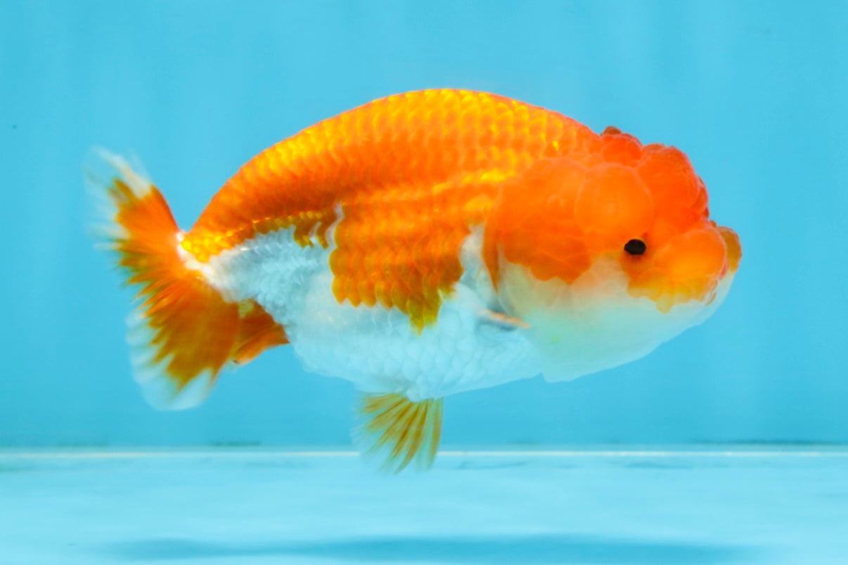 A Grade Red White LionQueen 4-4.5 inches #102425LC_15