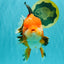 AAA Grade Apache Oranda Male 6.5 inches #071026OR_06