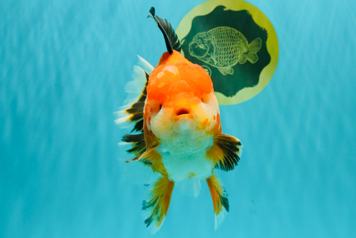 AAA Grade Apache Oranda Male 6.5 inches #071026OR_06