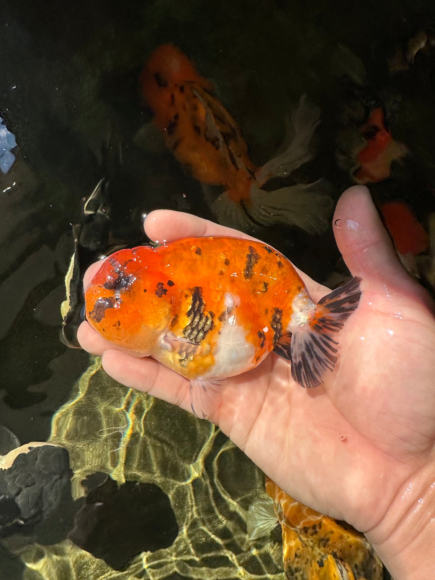 A Grade Tricolor Tiger LionKing 4.5 inches #052325LC_16