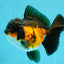 Tricolor Oranda Female 5-5.5 inches #032026OR_08