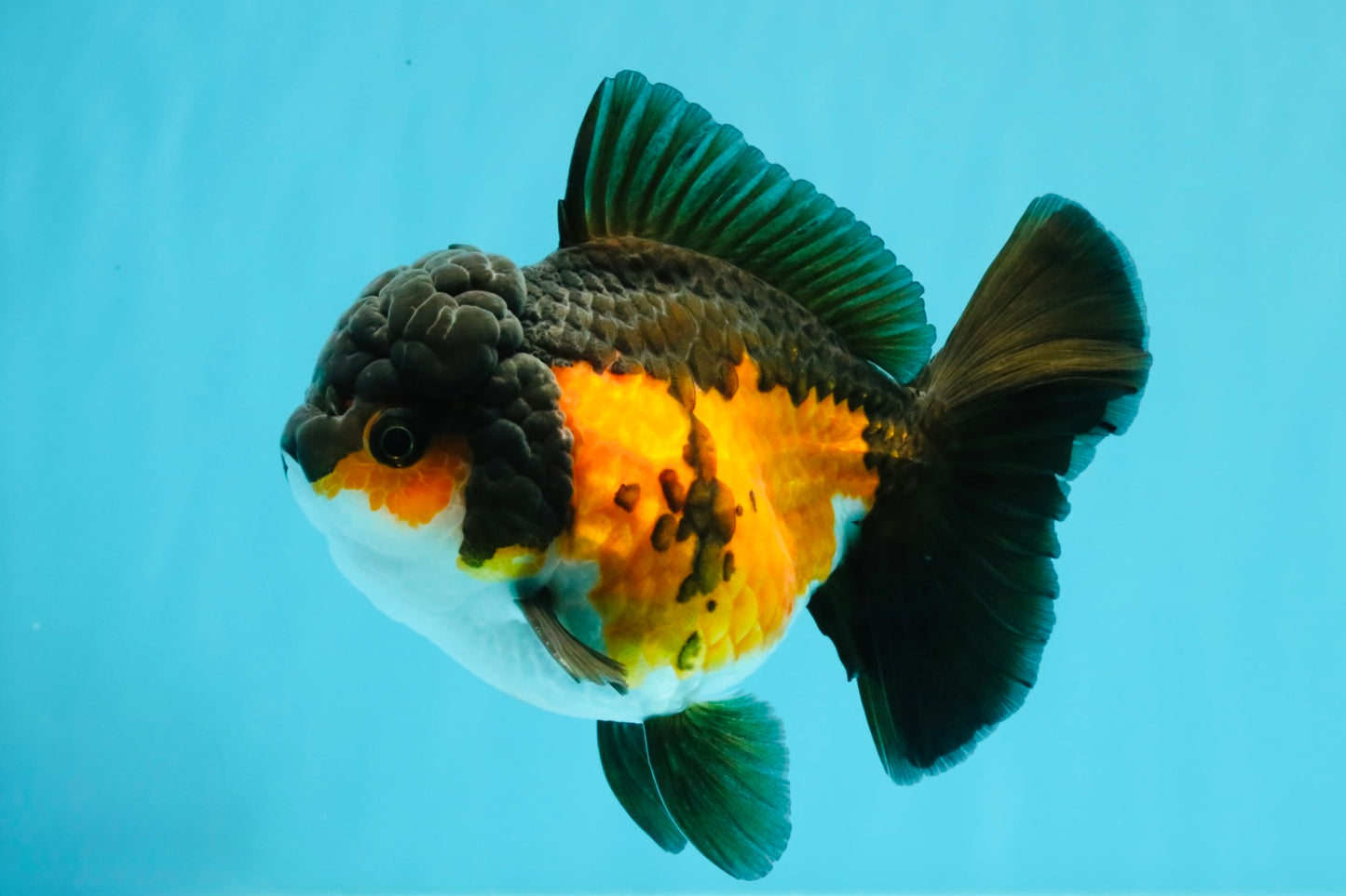 Tricolor Oranda Female 5-5.5 inches #032026OR_08
