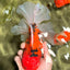 FLUFFY-TAIL AAA Grade Tiger Oranda Female 7-7.5  inches #100226OR_32
