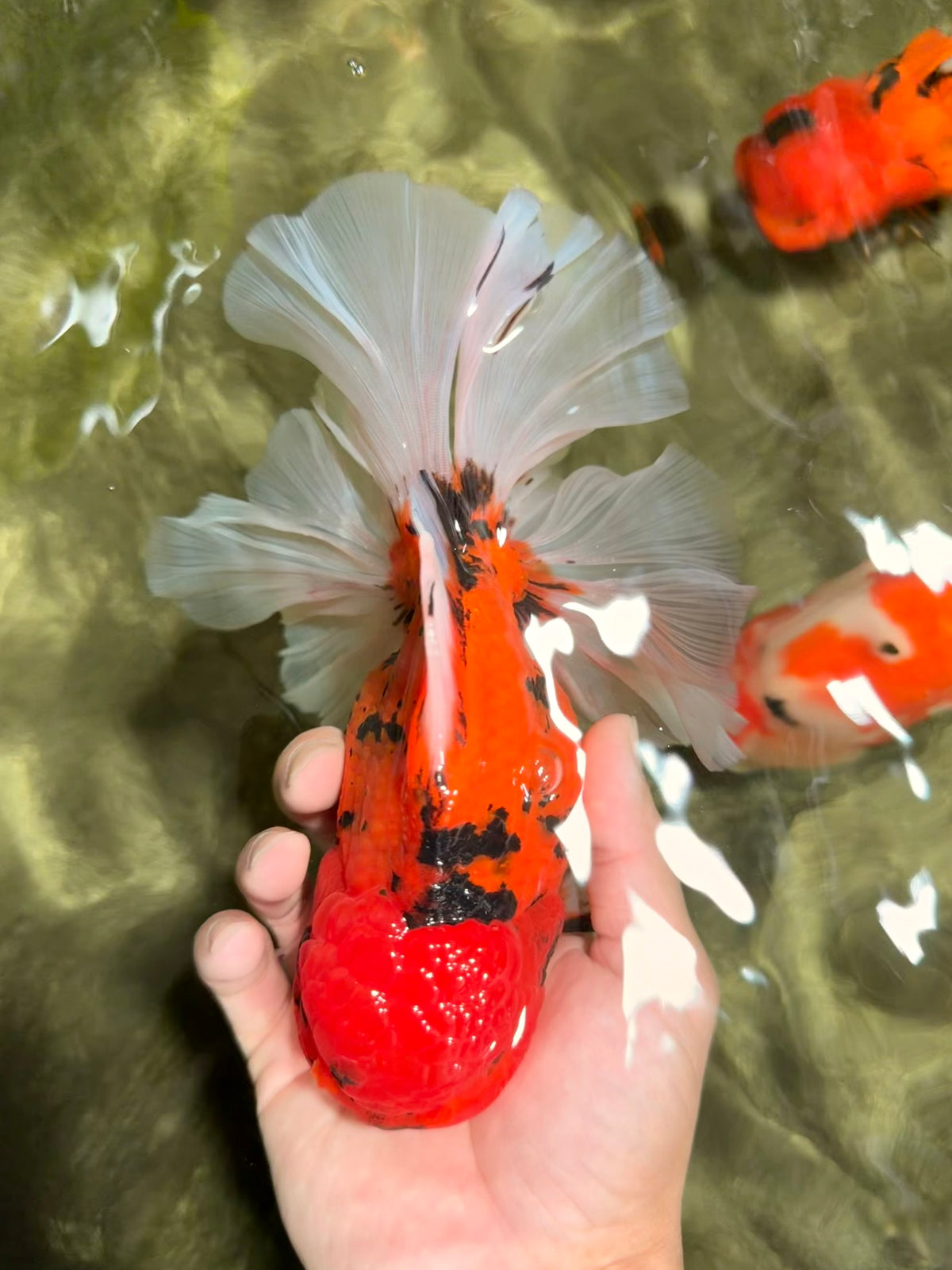 FLUFFY-TAIL AAA Grade Tiger Oranda Female 7-7.5  inches #100226OR_32