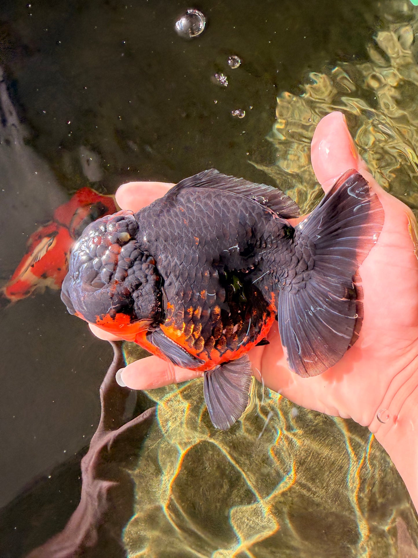 A Grade Dark Kirin Yuanbao Male 5 inches #032026YB_18