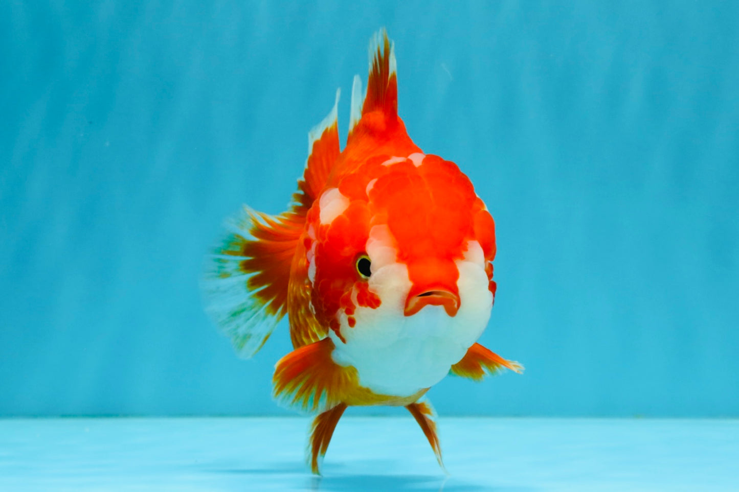 CHUBBY AAA Grade Red White Yuanbao Female 5.5 inches #041026YB_23