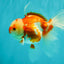 A Grade Red White Oranda Female 5.5 inches #061926OR_13
