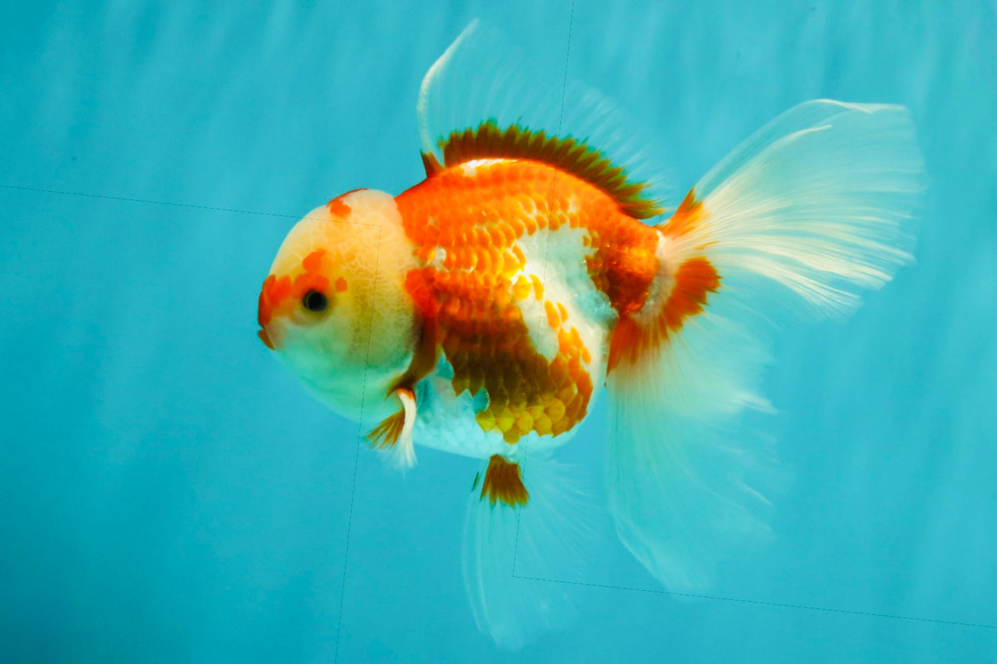A Grade Red White Oranda Female 5.5 inches #061926OR_13