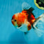 A Grade Chonky Sakura Oranda Female 5-5.5 inches #071125OR_11