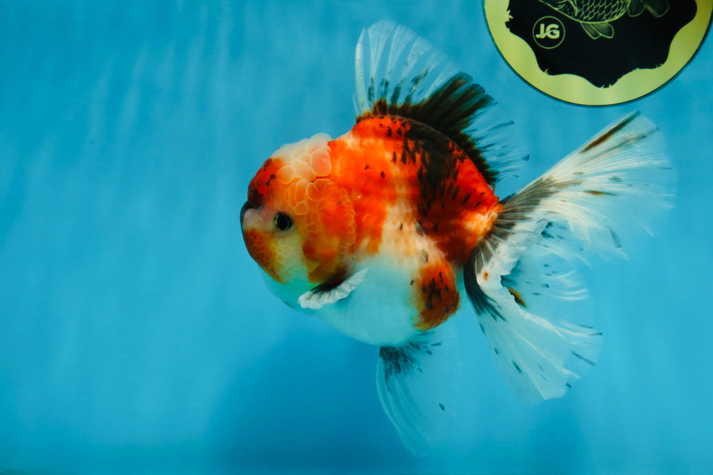 A Grade Chonky Sakura Oranda Female 5-5.5 inches #071125OR_11