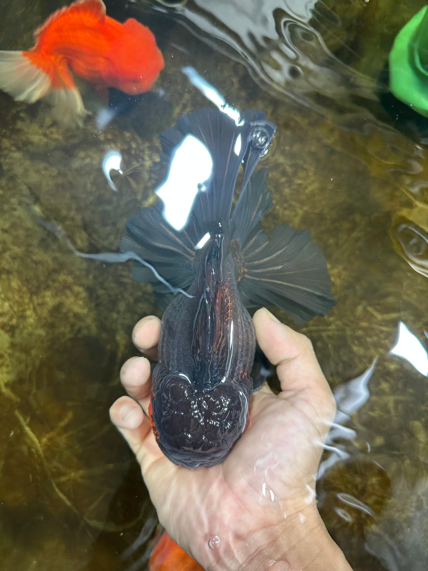 AAA Grade GIANT Godzilla Apache Oranda Male 6.5 inches #090525OR_09