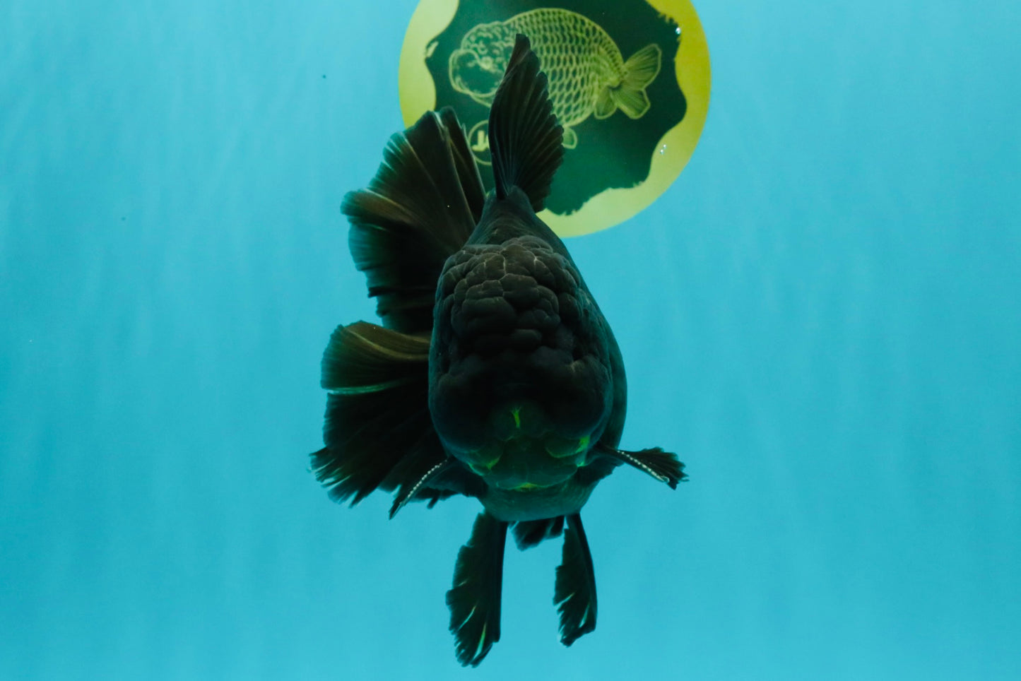 AAA Grade Godzilla Black Copper Oranda Male 7 inches #032026OR_01