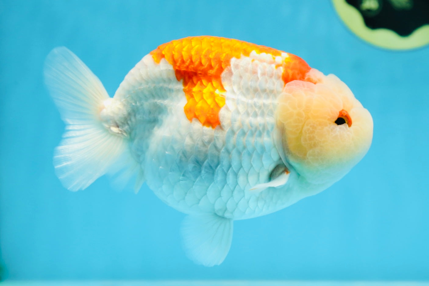 AAA Grade Super Red White LionKing 5.5 inches #080125LC_01