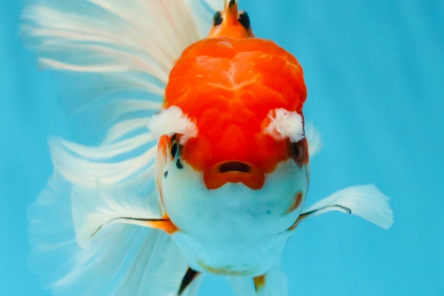 RARE A Grade Pompoms Red White Butterfly Jumbo Oranda Male 6 inches #1103OR_25