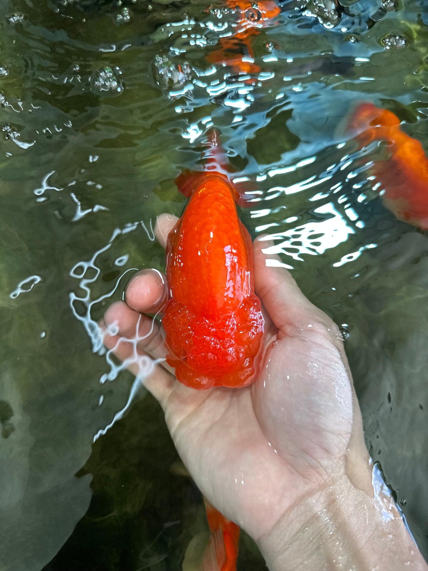 A Grade Red White LionQueen 4.5-5 inches #052325LC_22