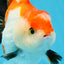 CHONKY A Grade Tricolor Yuanbao Male 4.5 inches #110725YB_06