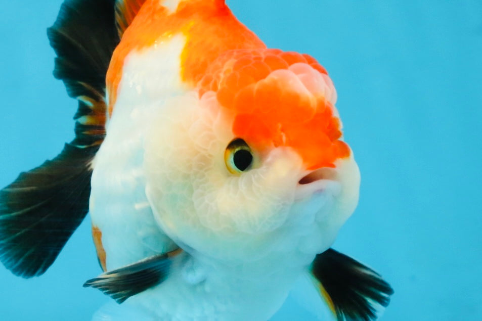 CHONKY A Grade Tricolor Yuanbao Male 4.5 inches #110725YB_06