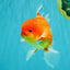 A Grade Red White Oranda Male 5.5 inches #080726OR_08