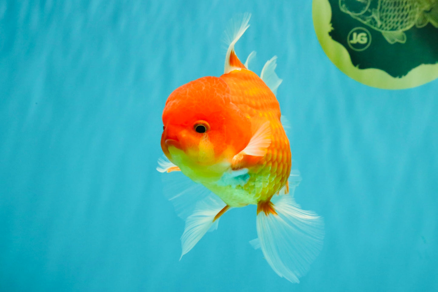 A Grade Red White Oranda Male 5.5 inches #080726OR_08