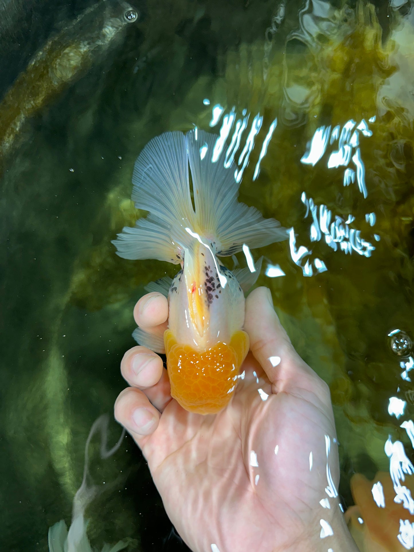 A Grade Lemonhead Oranda Male 5  inches #050925OR_43