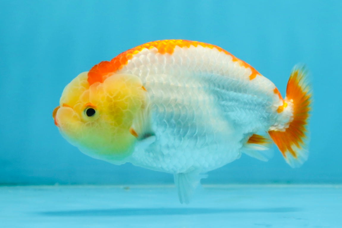 A Grade Young Red White LionQueen 4 inches #101025LC_03