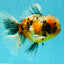 A Grade Calico Oranda Male 6.5-7 inches #082126OR_14