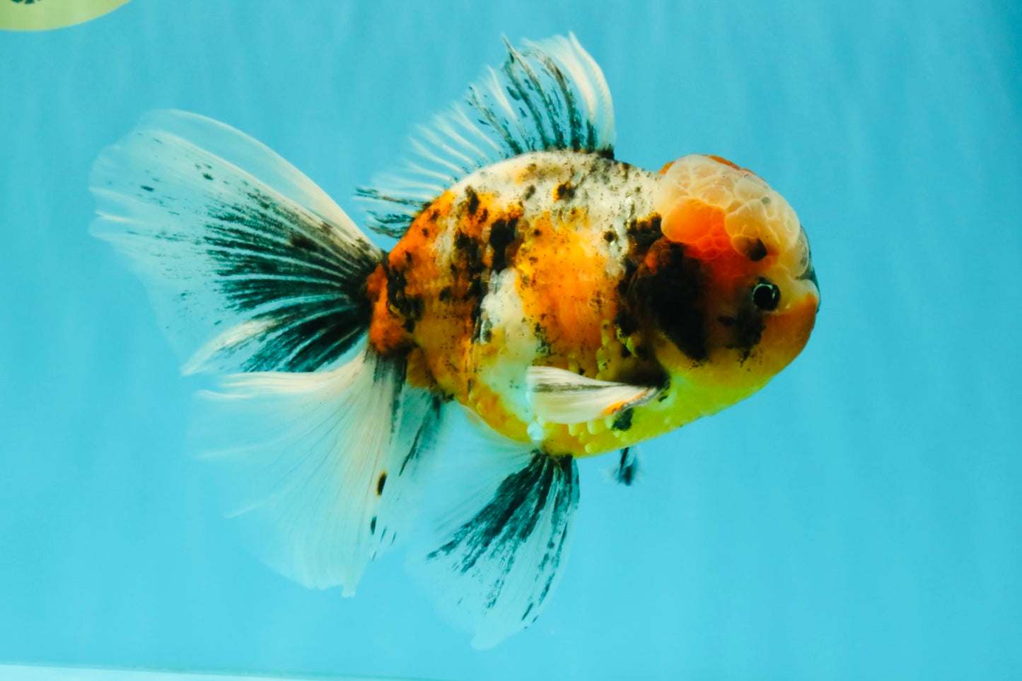 A Grade Calico Oranda Male 6.5-7 inches #082126OR_14