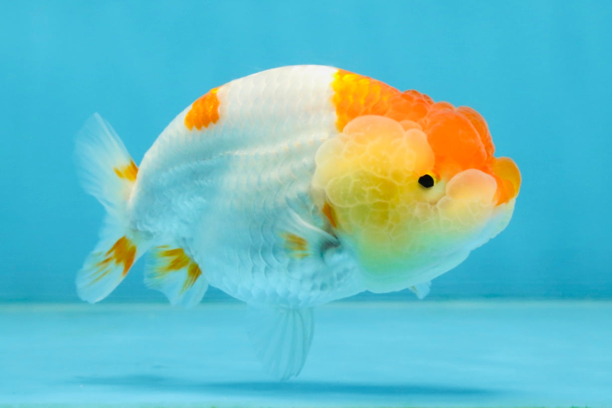 AAA Grade Young Red White Kohaku LionQueen 4 inches #101025LC_09