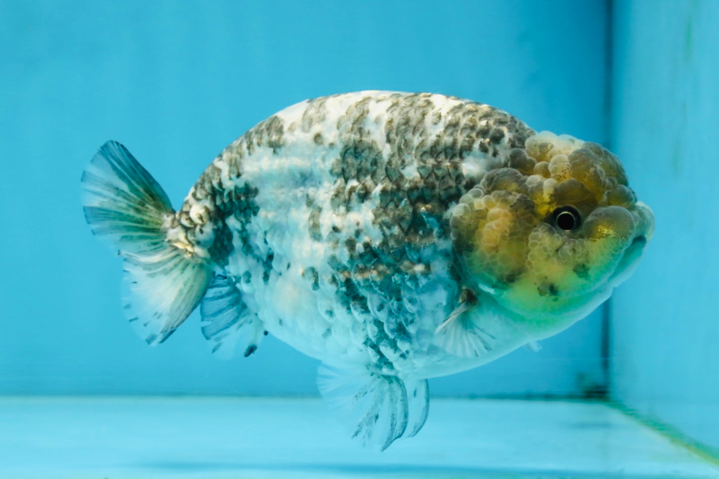 AAA Grade White Tiger LionQueen 5-5.5 inches #101025LC_17