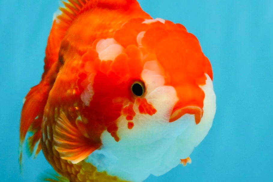 CHUBBY AAA Grade Red White Yuanbao Female 5.5 inches #041026YB_23