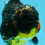 AAA Grade Dark Tiger Yuanbao Male 6-6.5 inches #041026YB_29