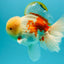FLUFFY AAA Grade Jumbo Boradtail Red White Oranda Male 8.5 inches #072426OR_02