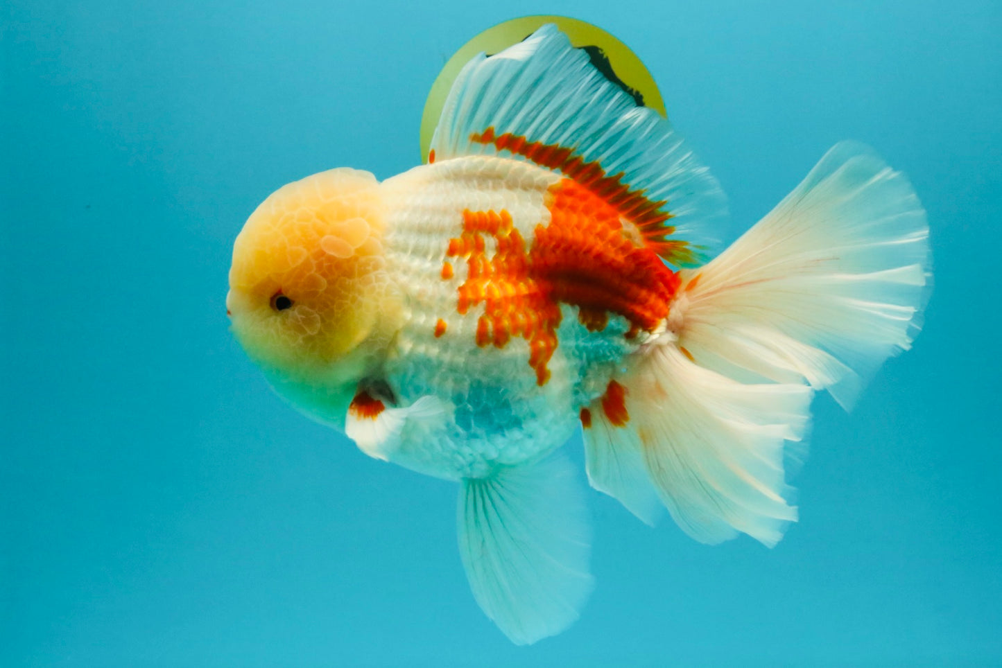 FLUFFY AAA Grade Jumbo Boradtail Red White Oranda Male 8.5 inches #072426OR_02